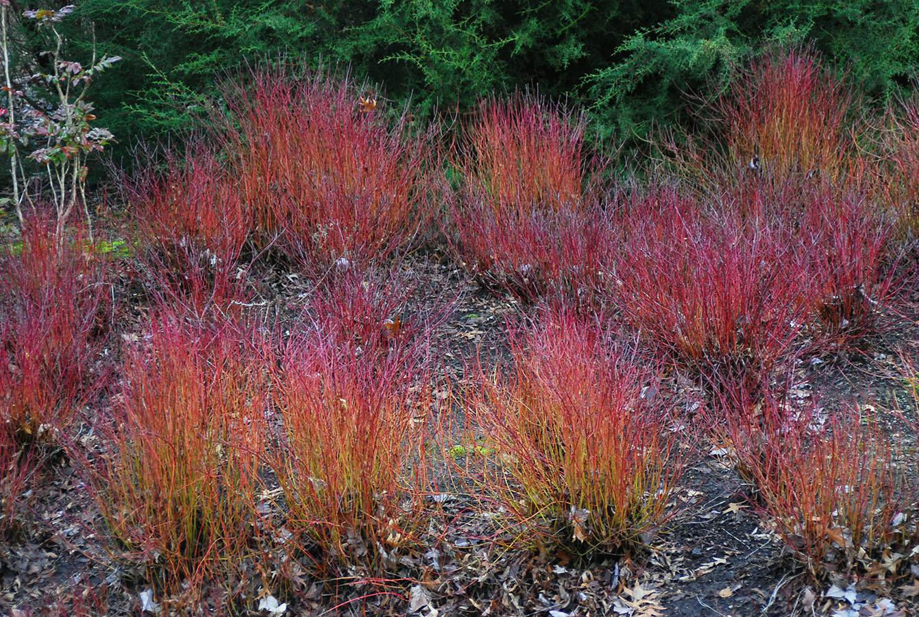 Cornus Sericea 'kelseyi' - View 1 from www redcrocus com