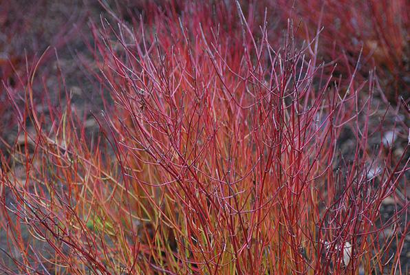 Cornus Sericea 'kelseyi' - View 3 from www redcrocus com