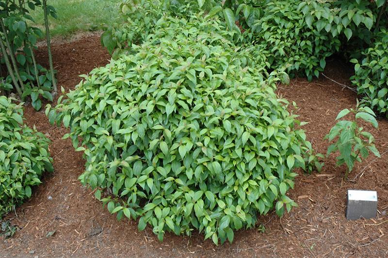 Cornus Sericea 'kelseyi' - View 4 from www redcrocus com