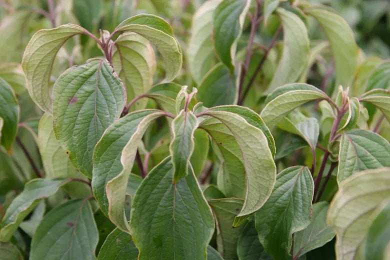 Cornus Sericea 'kelseyi' - View 5 from www redcrocus com