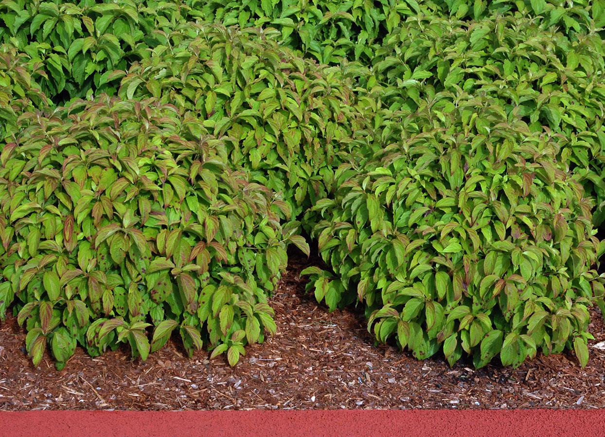 Cornus Sericea 'kelseyi' - View 6 from www redcrocus com