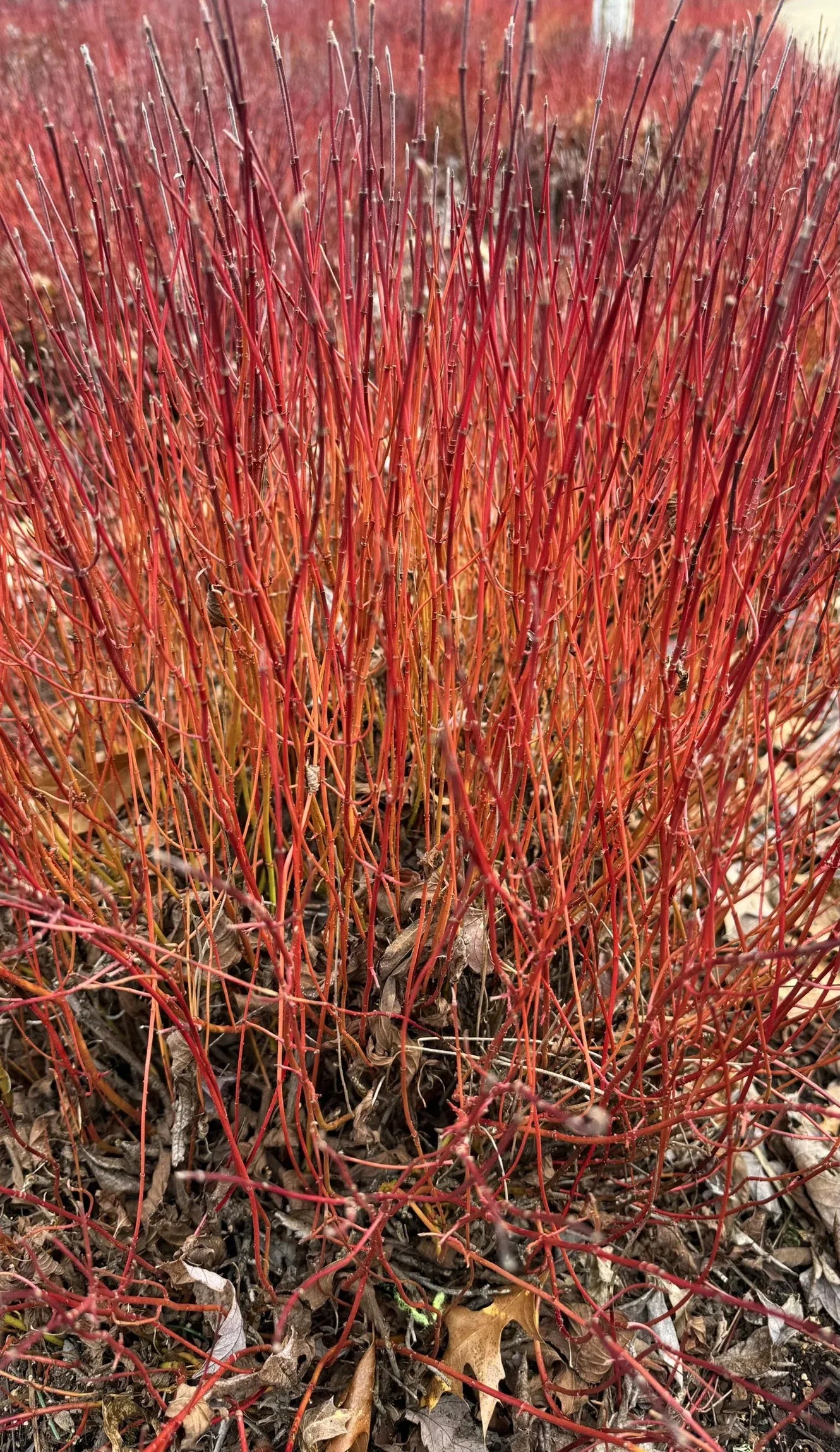 Cornus Sericea 'kelseyi' - View 7 from www redcrocus com