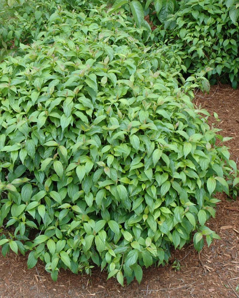 Cornus Sericea 'kelseyi' - View 8 from www redcrocus com