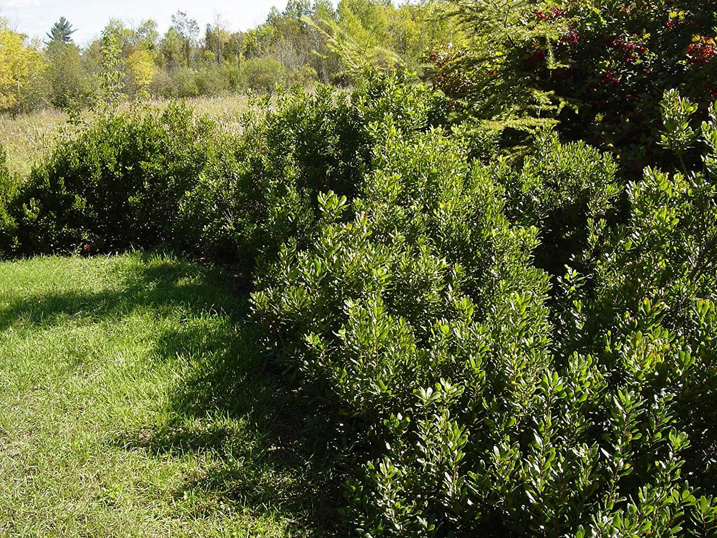 Myrica Pensylvanica - View 11 from www redcrocus com