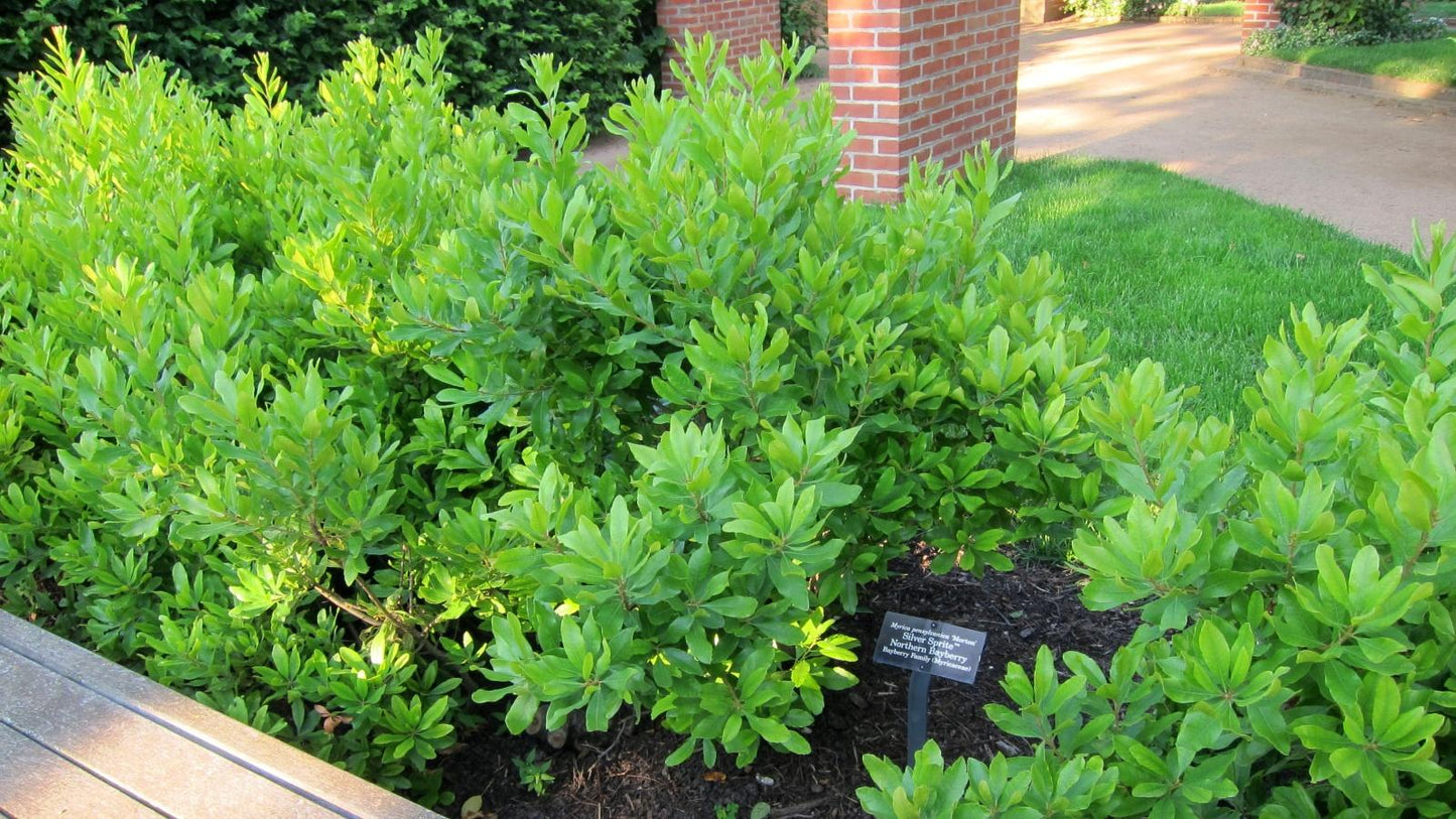 Myrica Pensylvanica - View 15 from www redcrocus com