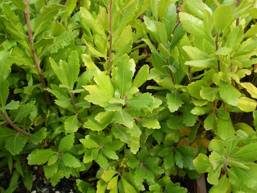 Myrica Pensylvanica - View 16 from www redcrocus com