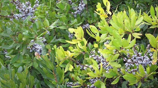 Myrica Pensylvanica - View 17 from www redcrocus com