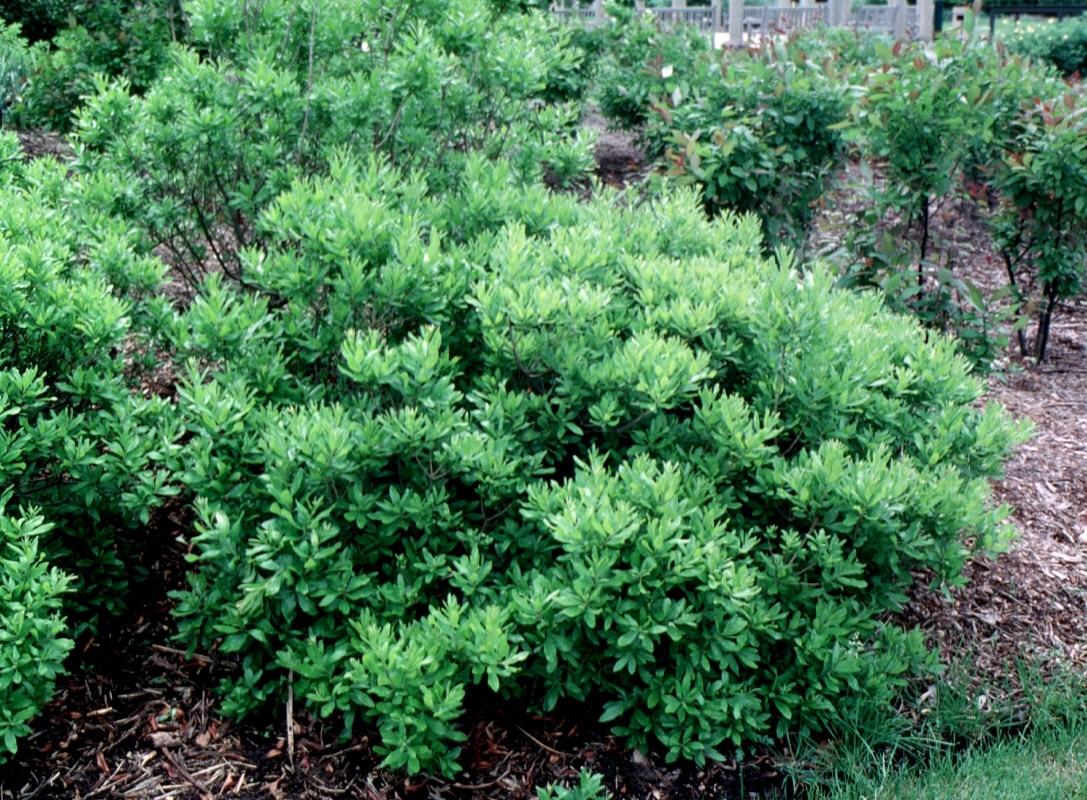 Myrica Pensylvanica - View 18 from www redcrocus com