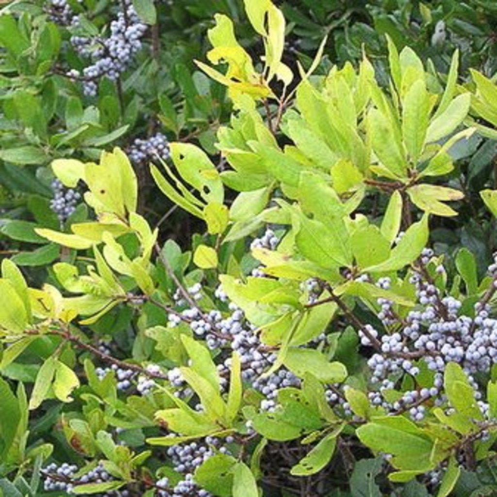 Myrica Pensylvanica - View 5 from www redcrocus com