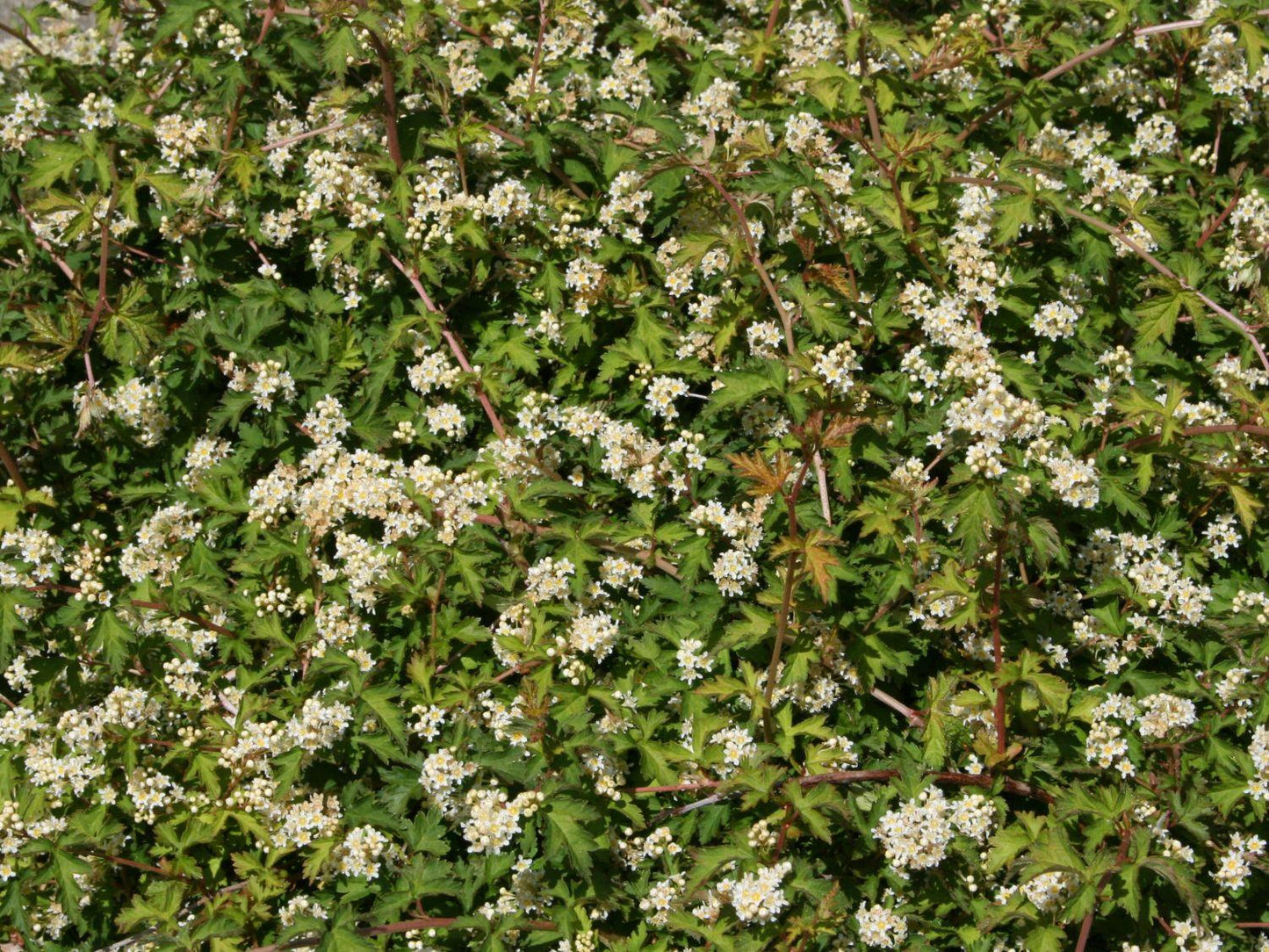 Stephanandra Incisa Crispa - View 14 from www redcrocus com