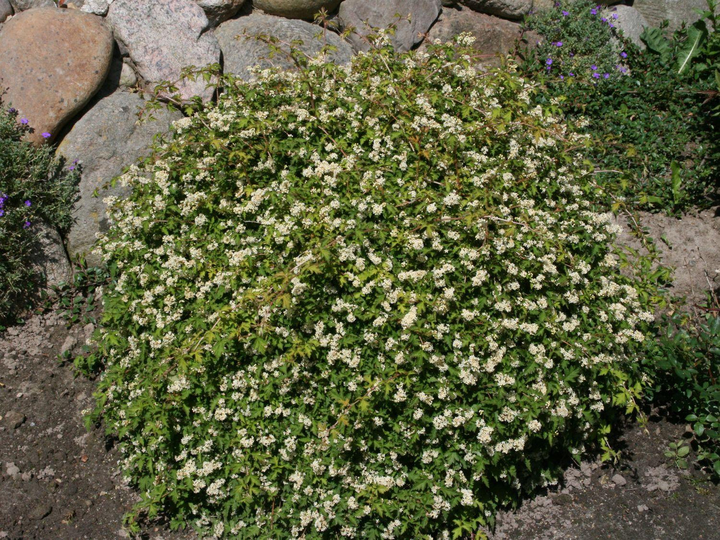 Stephanandra Incisa Crispa - View 15 from www redcrocus com