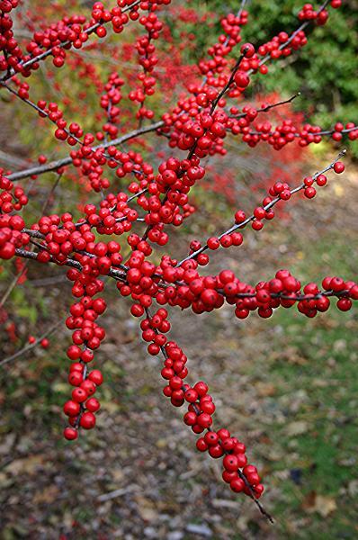 Ilex Verticillata Maryland Beauty - View 13 from www redcrocus com