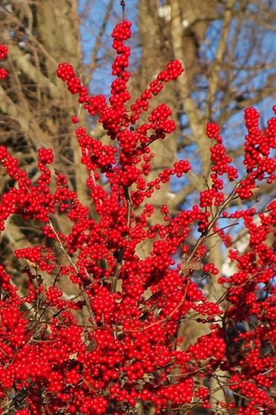 Ilex Verticillata Maryland Beauty - View 14 from www redcrocus com
