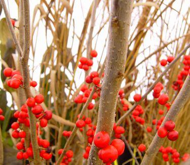 Ilex Verticillata Maryland Beauty - View 15 from www redcrocus com