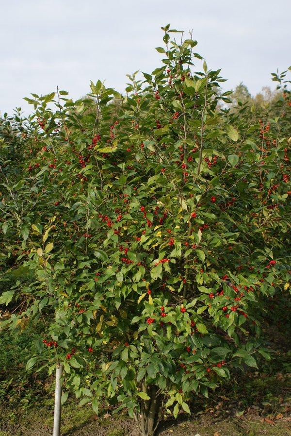 Ilex Verticillata Maryland Beauty - View 16 from www redcrocus com