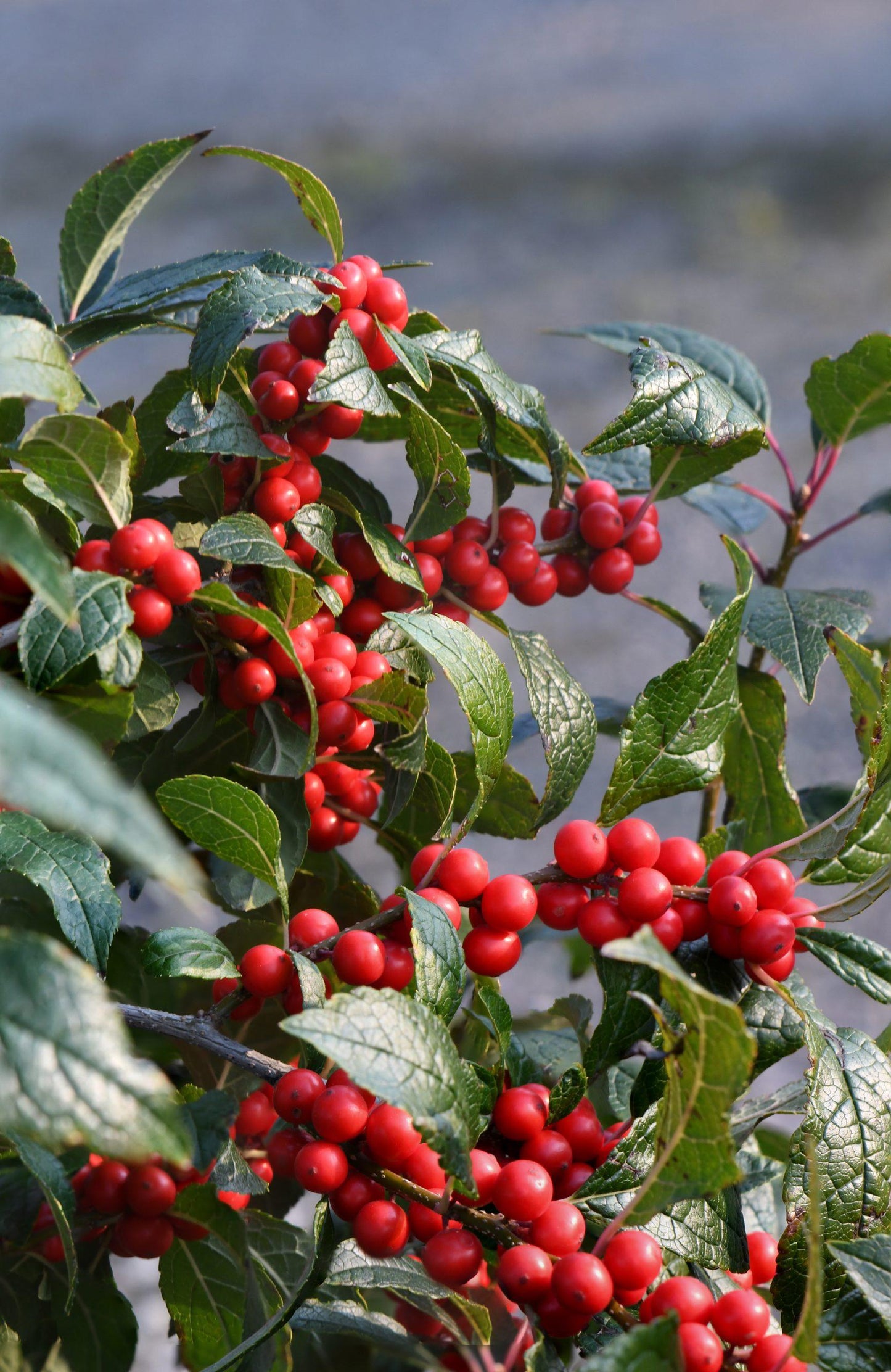 Ilex Verticillata Maryland Beauty - View 2 from www redcrocus com
