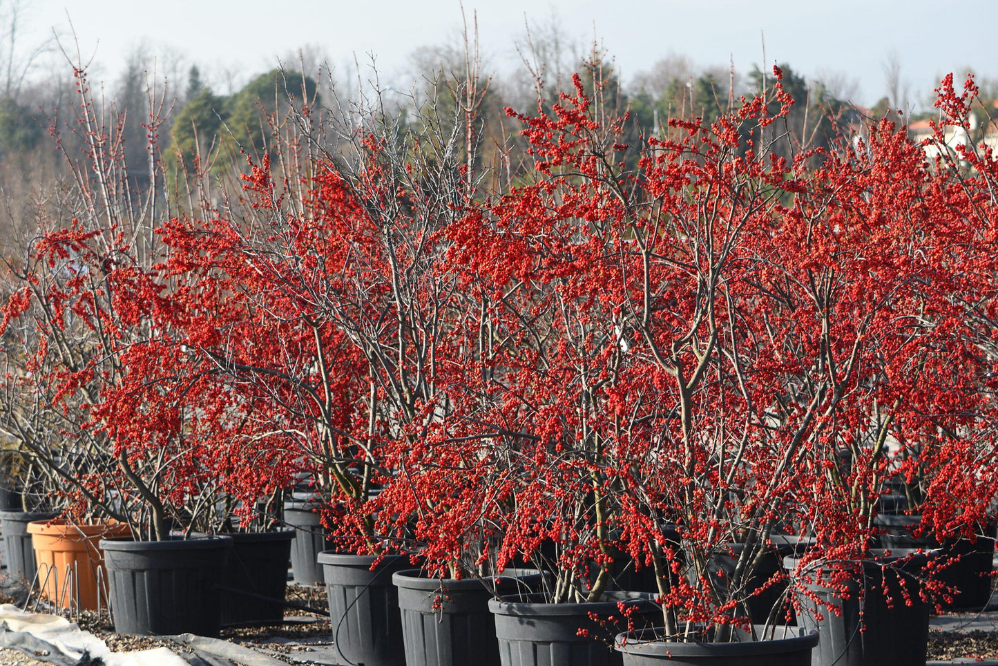 Ilex Verticillata Maryland Beauty - View 3 from www redcrocus com