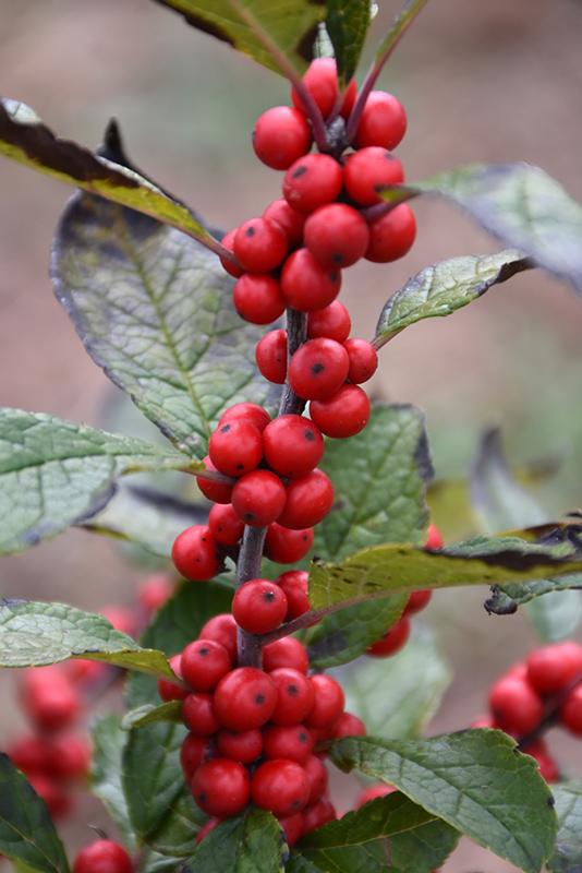 Ilex Verticillata Maryland Beauty - View 4 from www redcrocus com