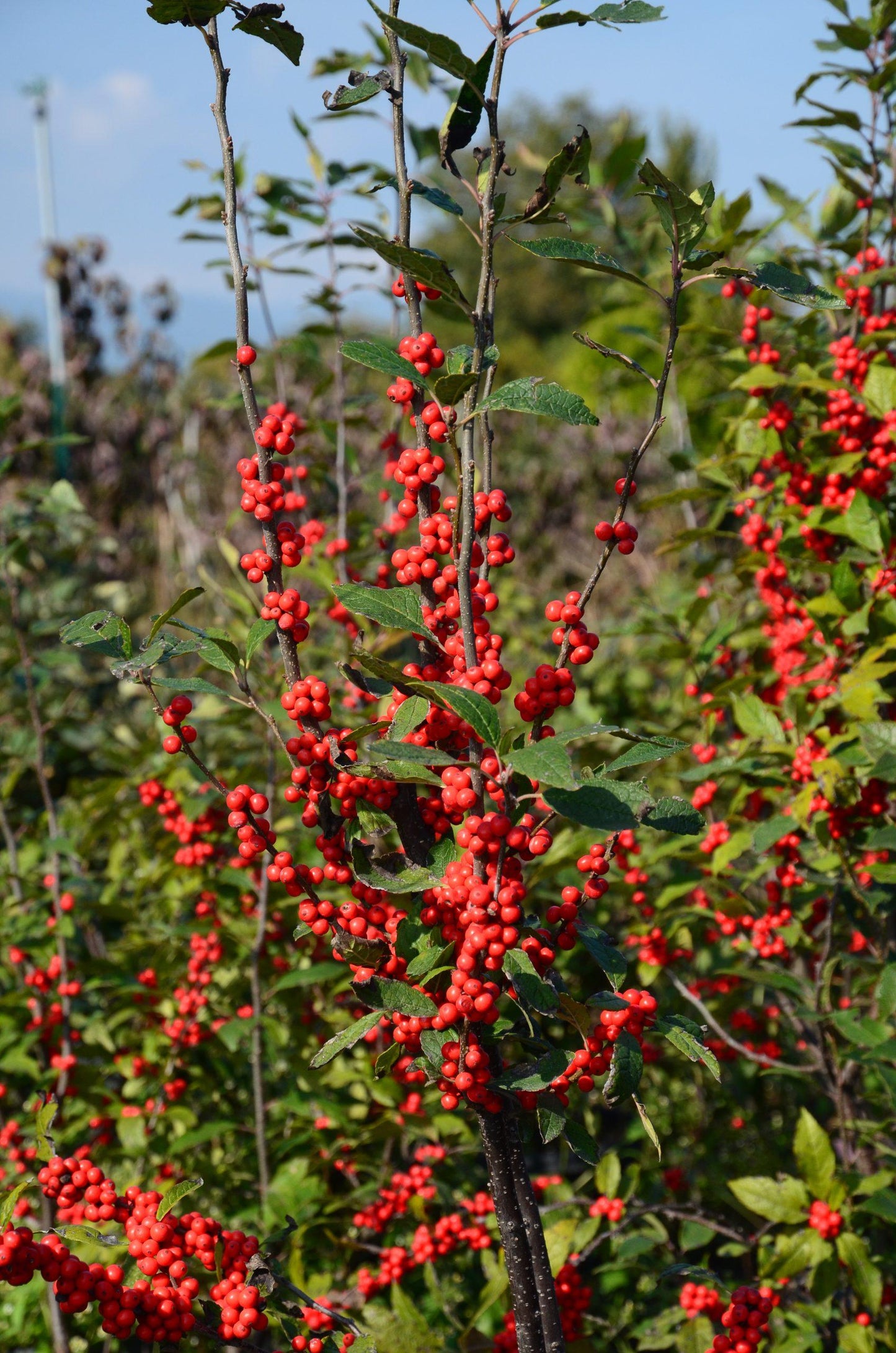 Ilex Verticillata Maryland Beauty - View 6 from www redcrocus com