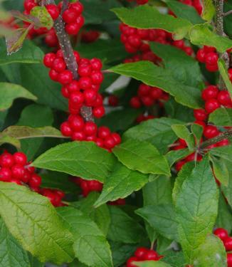 Ilex Verticillata Maryland Beauty - View 7 from www redcrocus com