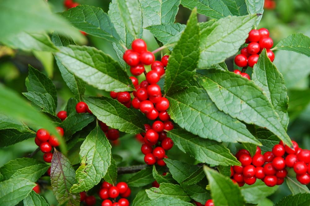 Ilex Verticillata Maryland Beauty - View 9 from www redcrocus com
