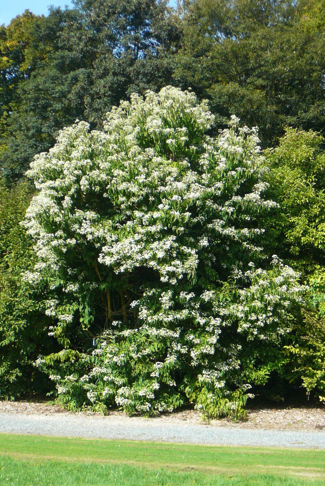 Heptacodium Miconioides - View 12 from www redcrocus com