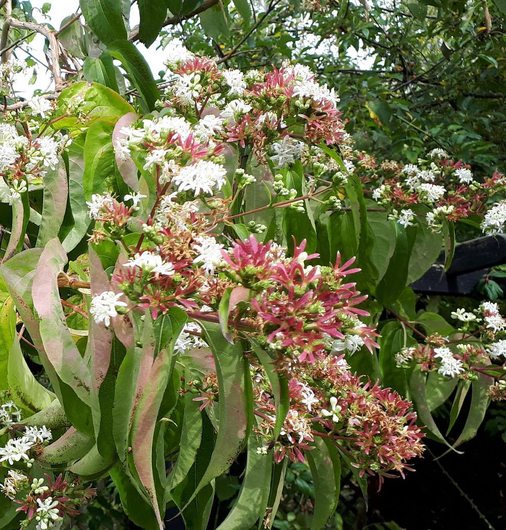 Heptacodium Miconioides - View 13 from www redcrocus com