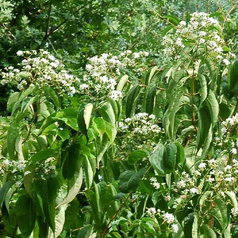 Heptacodium Miconioides - View 14 from www redcrocus com