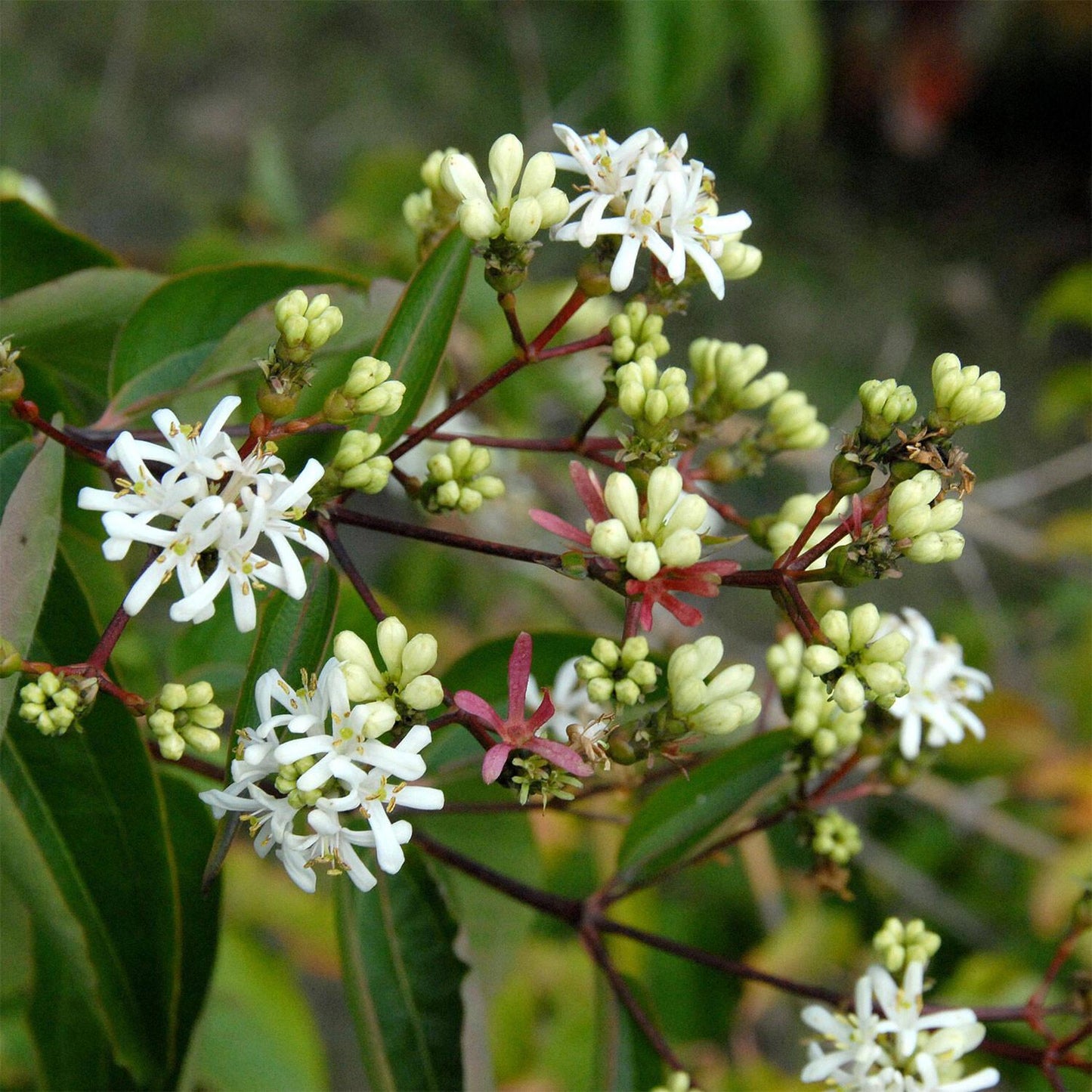 Heptacodium Miconioides - View 15 from www redcrocus com