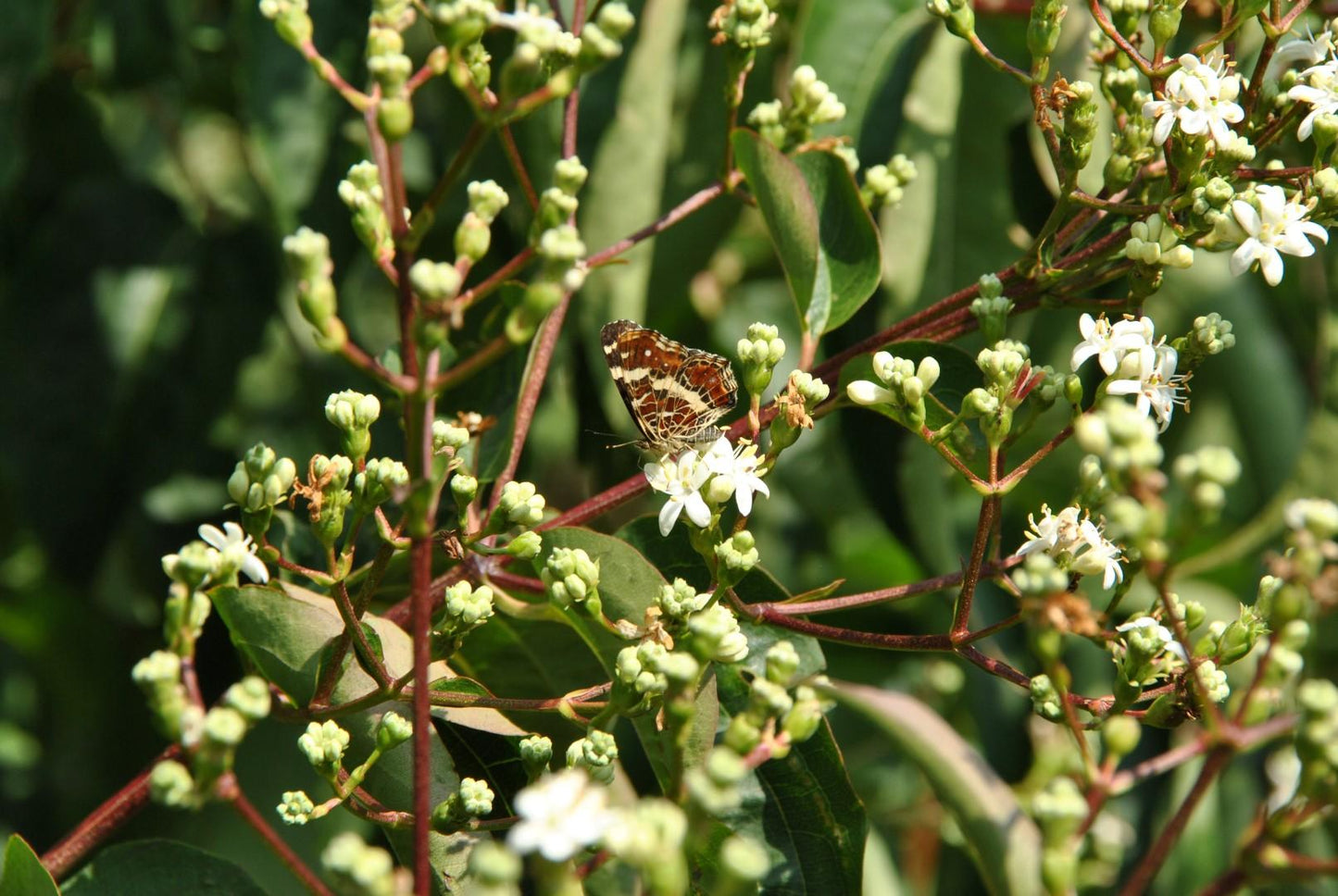 Heptacodium Miconioides - View 16 from www redcrocus com