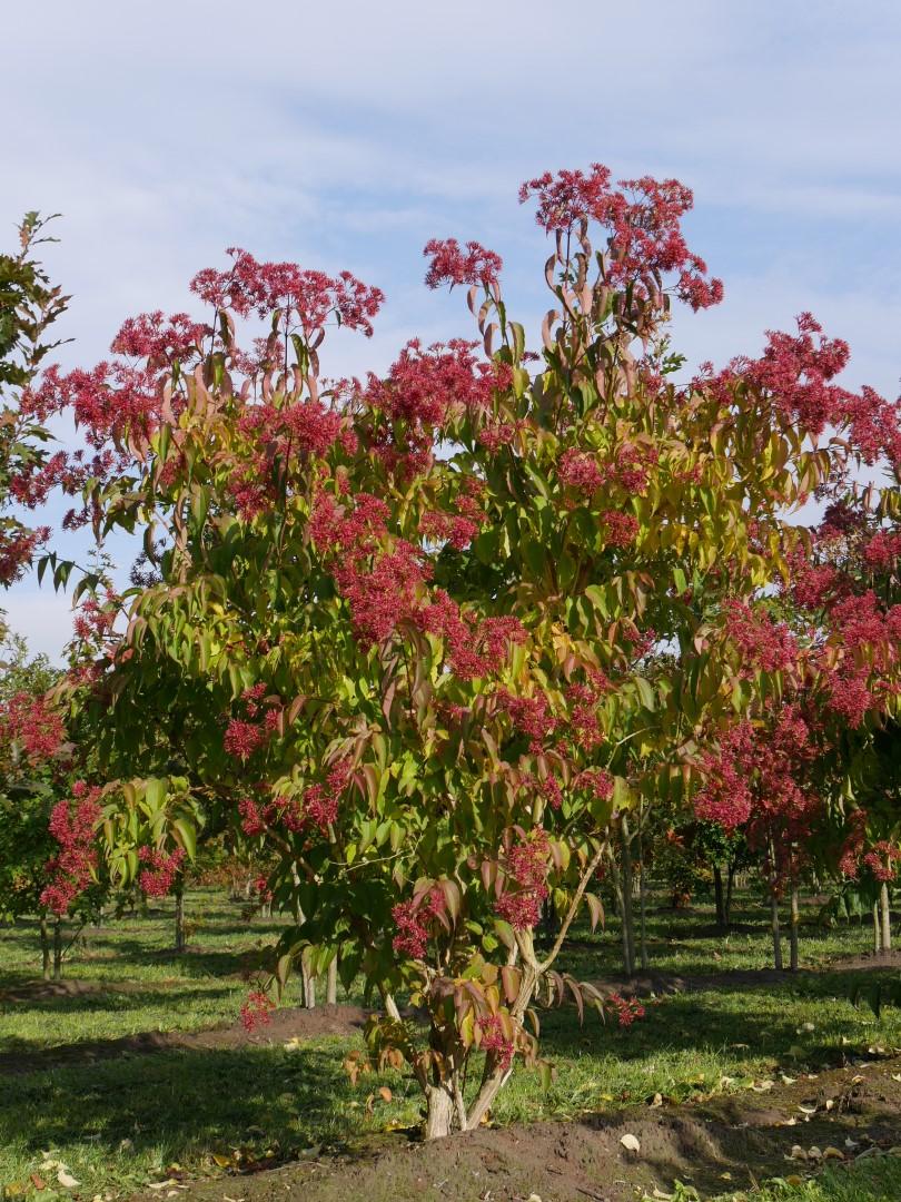 Heptacodium Miconioides - View 3 from www redcrocus com