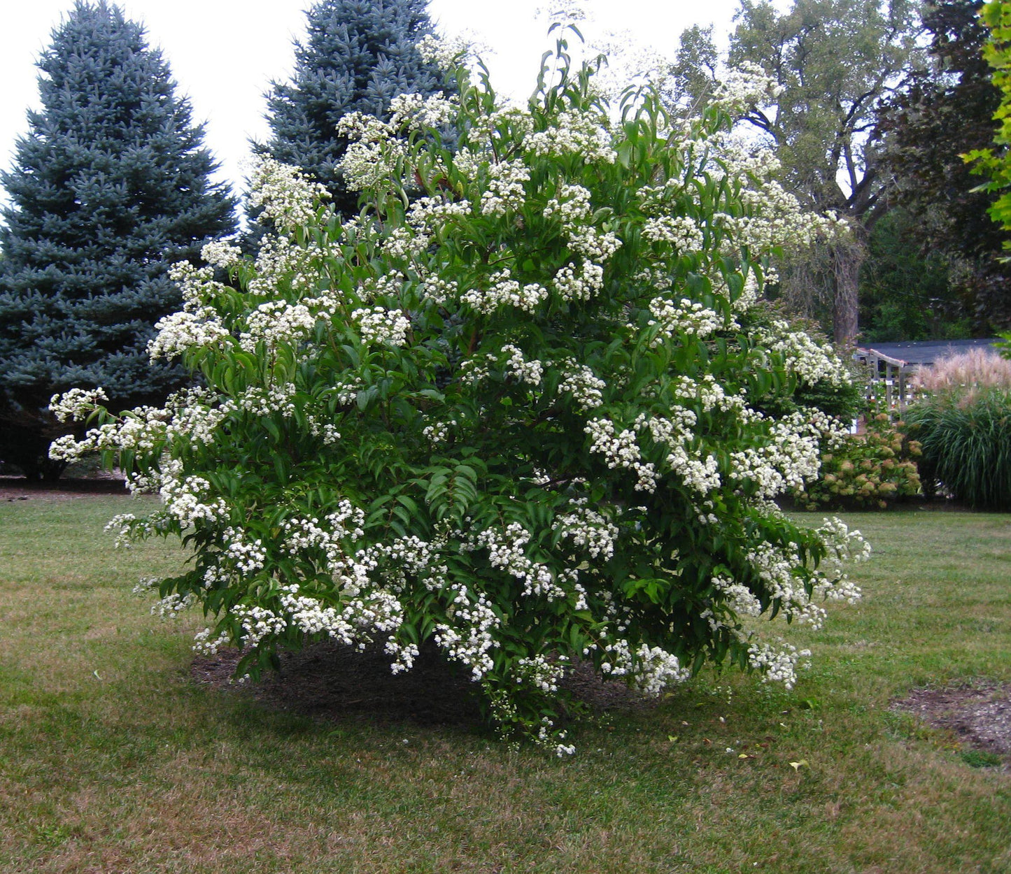 Heptacodium Miconioides - View 4 from www redcrocus com