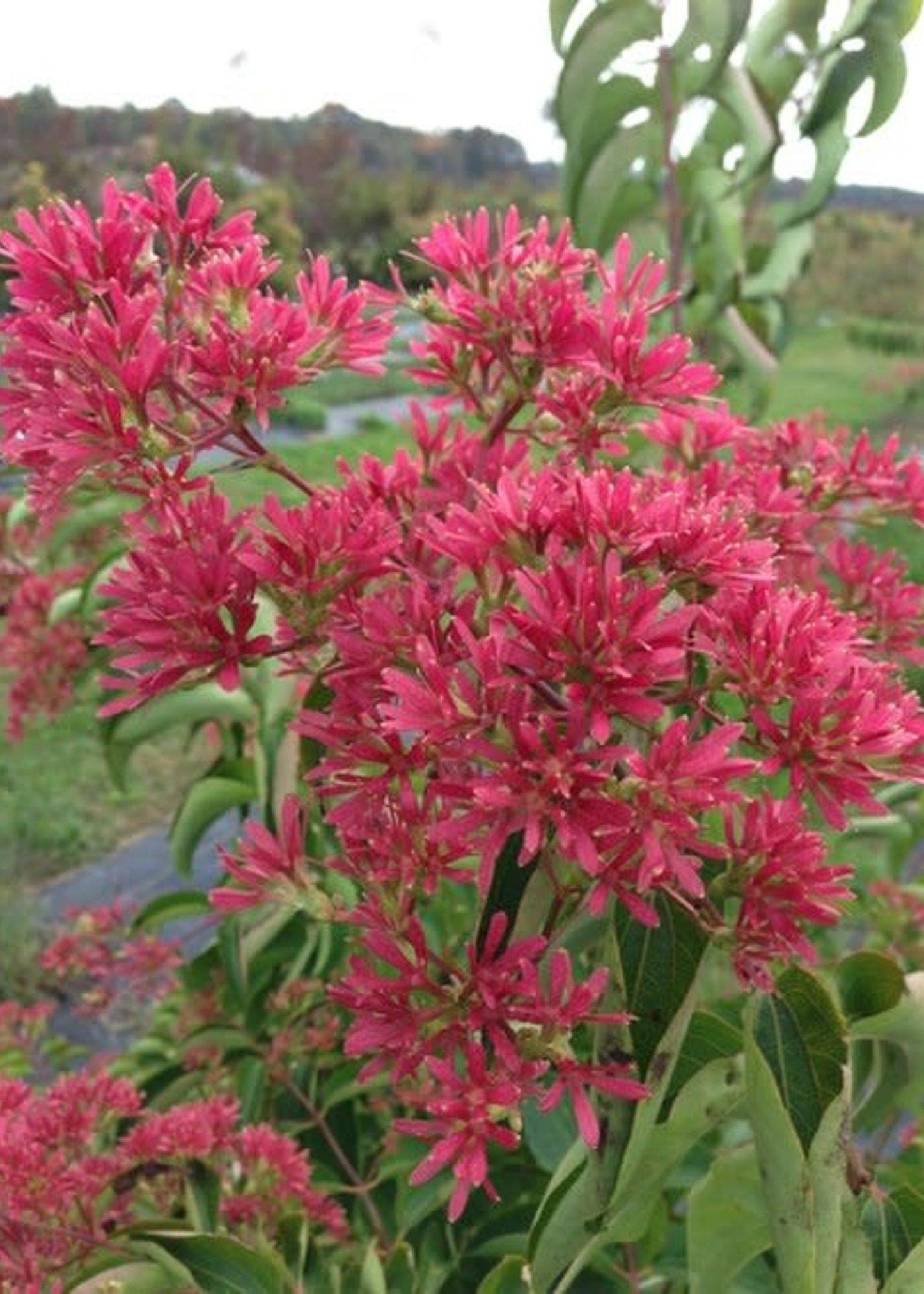 Heptacodium Miconioides - View 5 from www redcrocus com