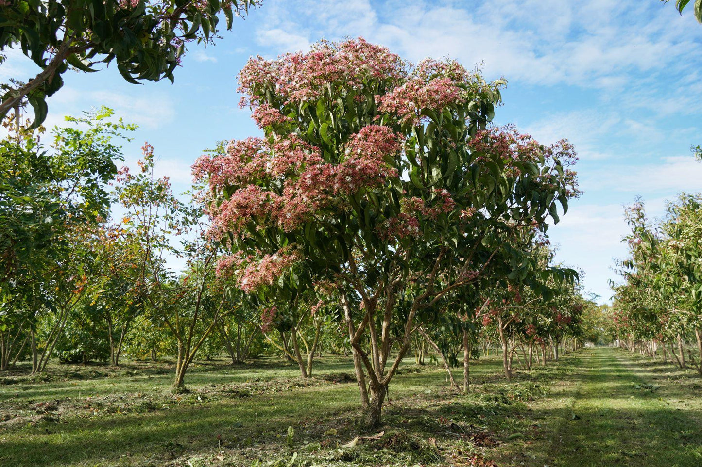 Heptacodium Miconioides - View 6 from www redcrocus com