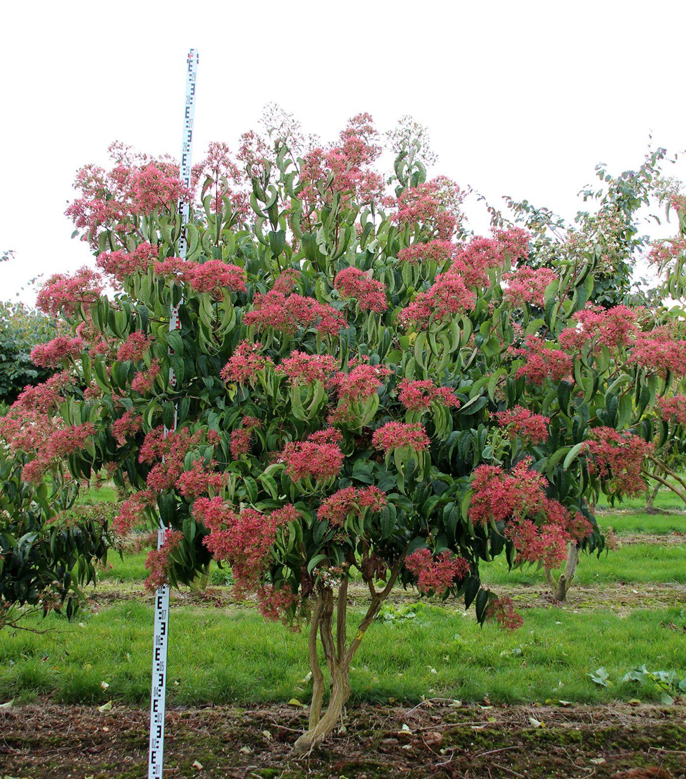 Heptacodium Miconioides - View 7 from www redcrocus com