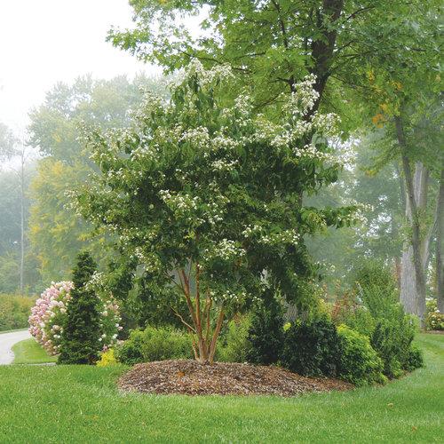 Heptacodium Miconioides - View 8 from www redcrocus com