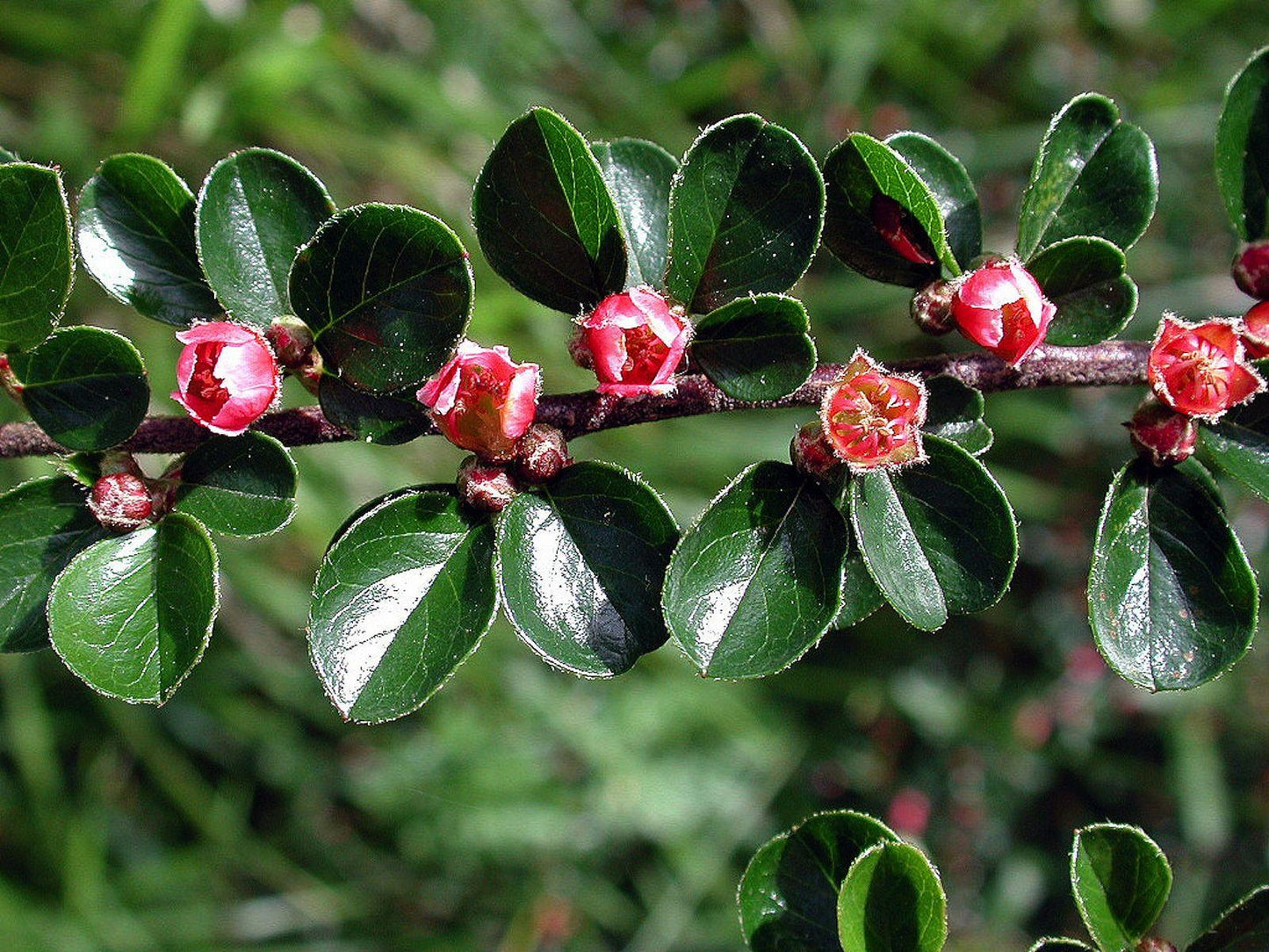 Cotoneaster Horizontalis - View 10 from www redcrocus com