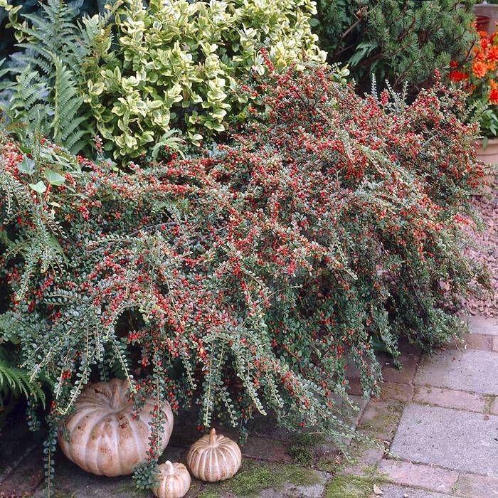 Cotoneaster Horizontalis - View 11 from www redcrocus com