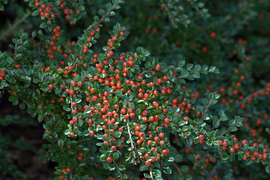 Cotoneaster Horizontalis - View 12 from www redcrocus com