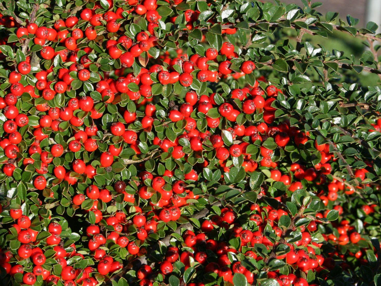Cotoneaster Horizontalis - View 13 from www redcrocus com