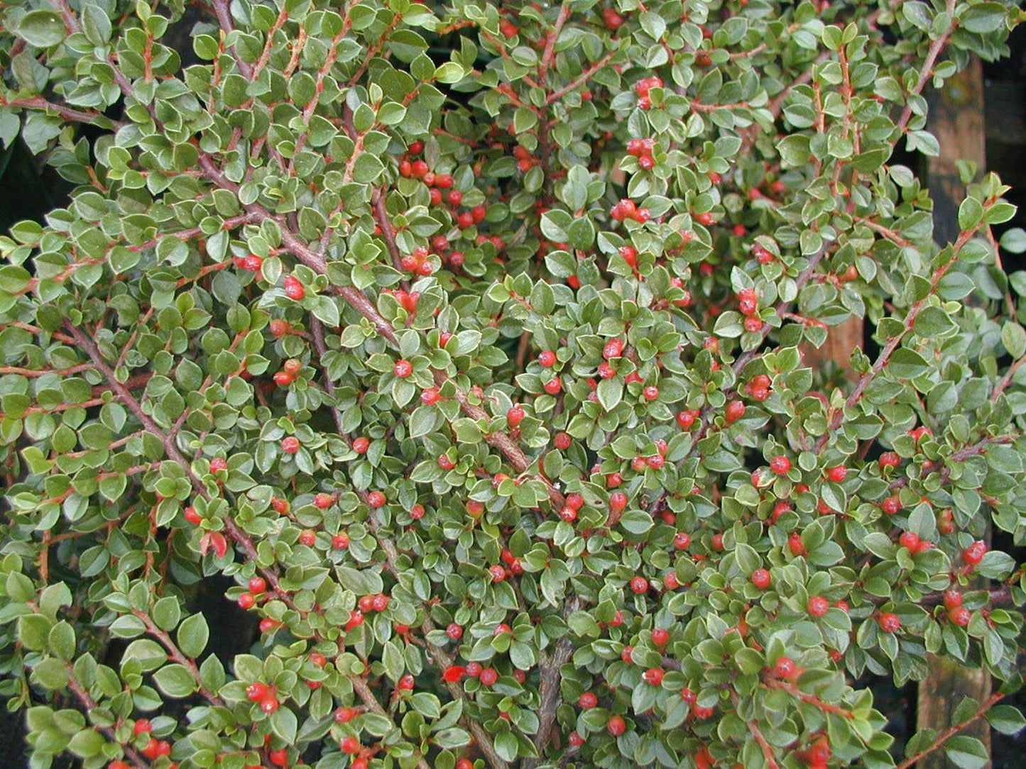Cotoneaster Horizontalis - View 14 from www redcrocus com