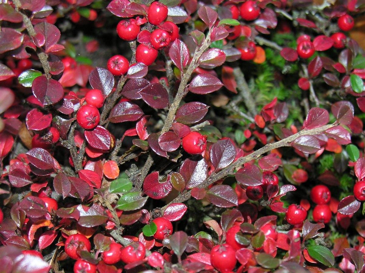 Cotoneaster Horizontalis - View 15 from www redcrocus com