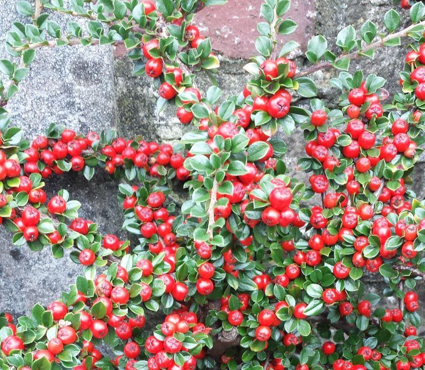 Cotoneaster Horizontalis - View 16 from www redcrocus com