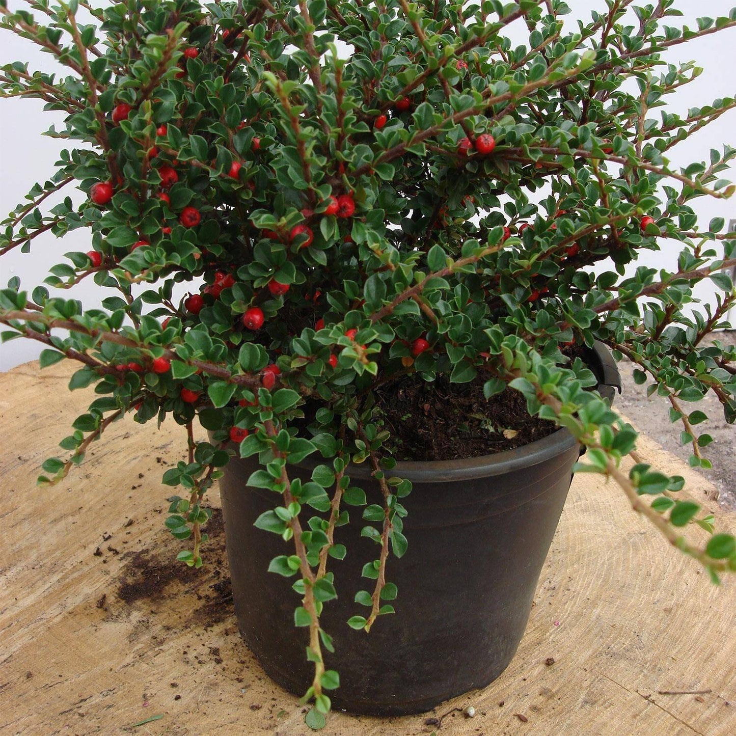 Cotoneaster Horizontalis - View 17 from www redcrocus com
