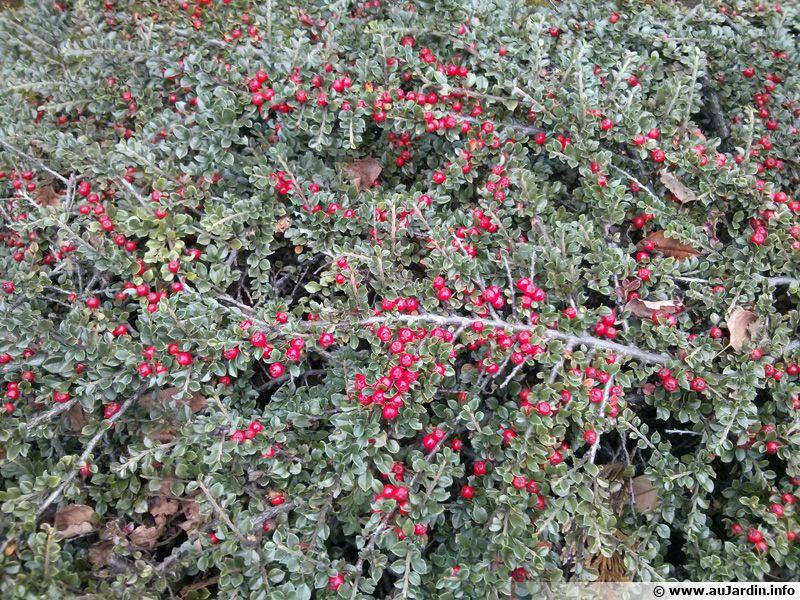 Cotoneaster Horizontalis - View 18 from www redcrocus com