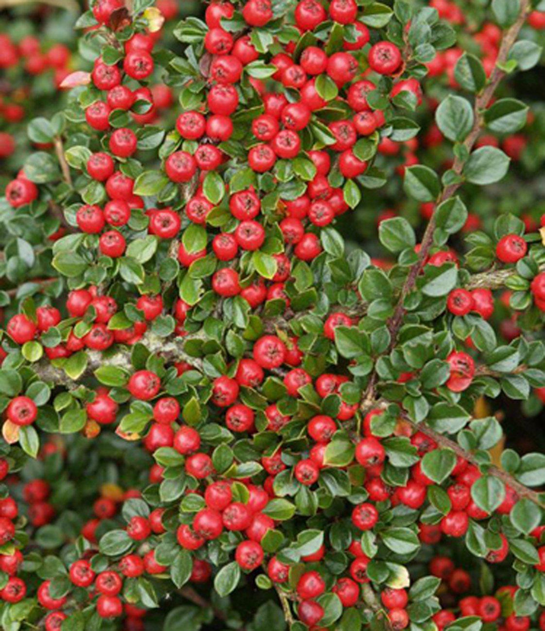 Cotoneaster Horizontalis - View 19 from www redcrocus com