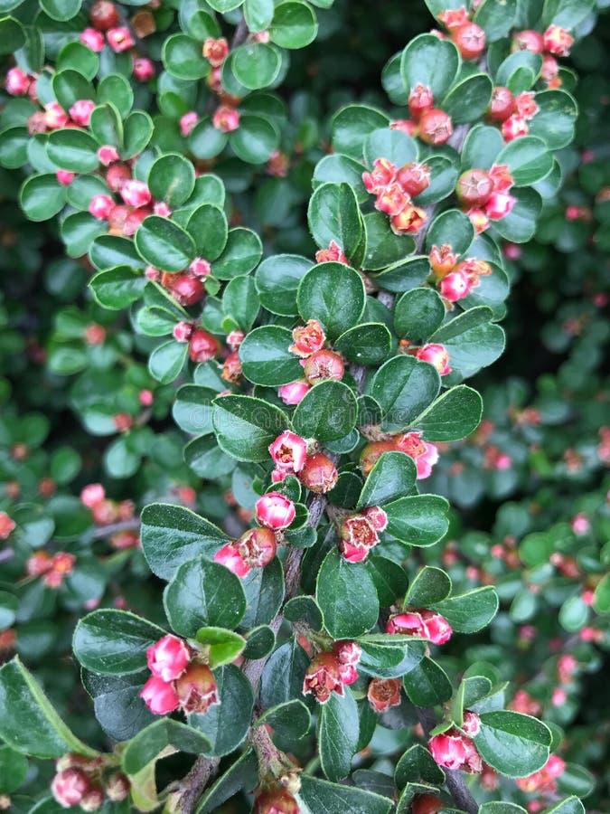 Cotoneaster Horizontalis - View 20 from www redcrocus com