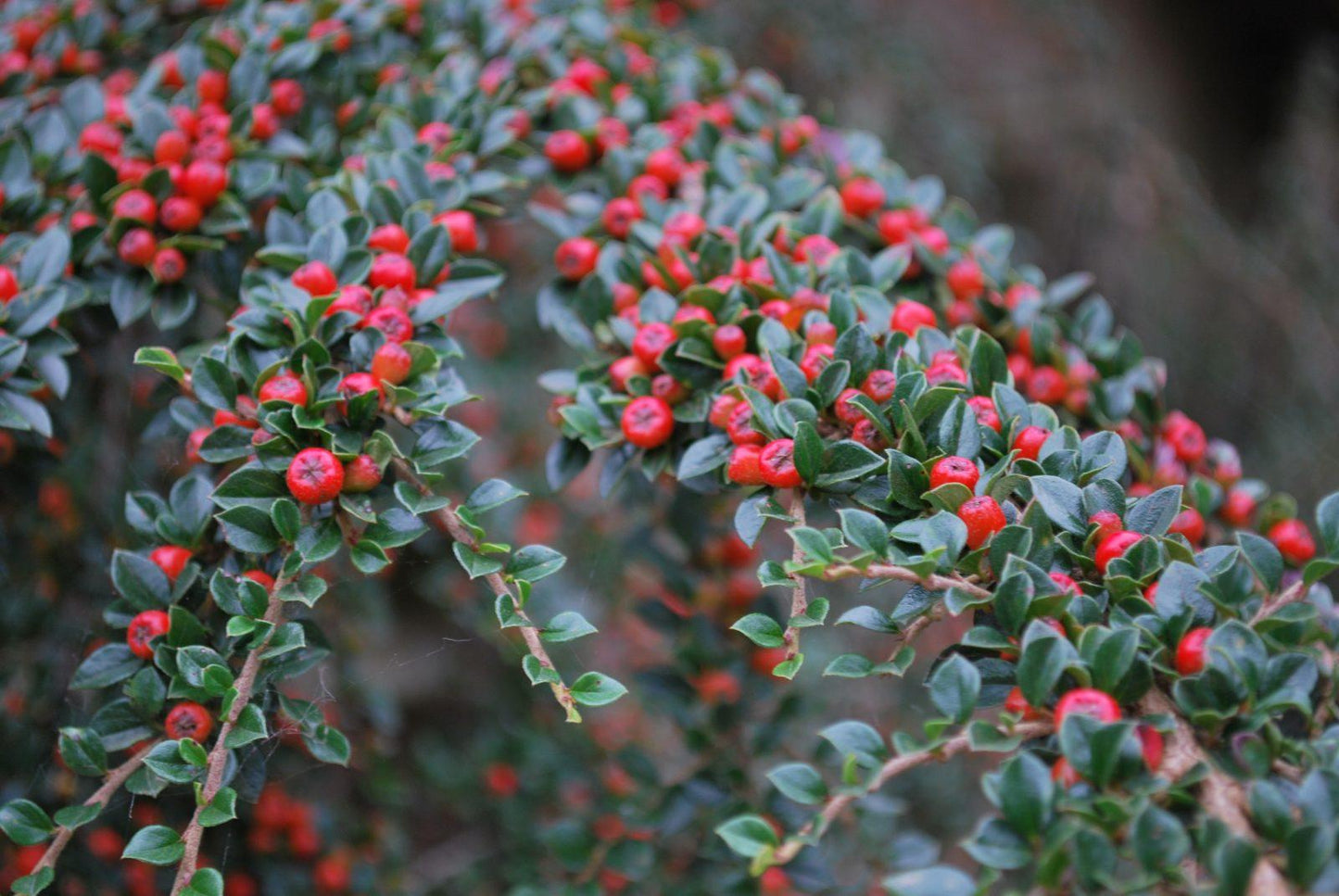 Cotoneaster Horizontalis - View 2 from www redcrocus com
