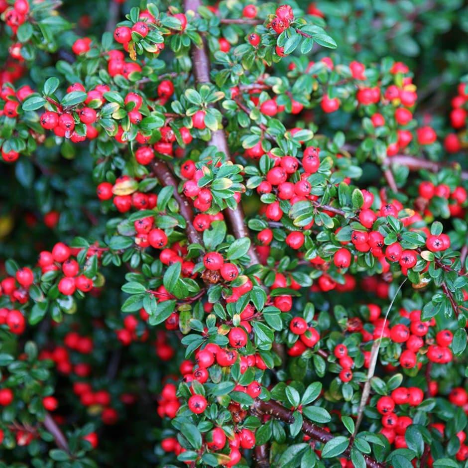 Cotoneaster Horizontalis - View 3 from www redcrocus com