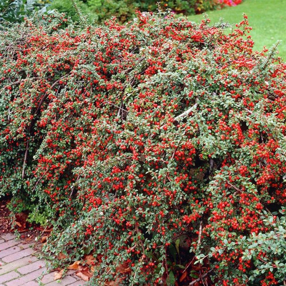 Cotoneaster Horizontalis - View 4 from www redcrocus com